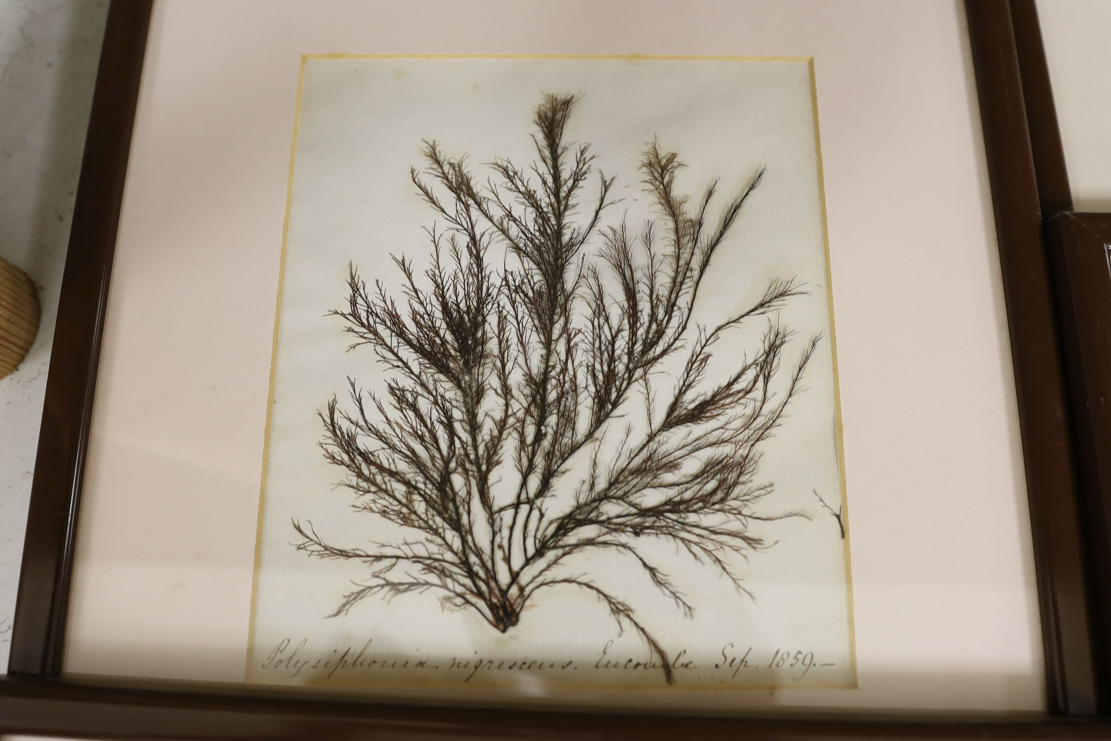 A collection of six mid 19th century framed and mounted marine botanical specimens